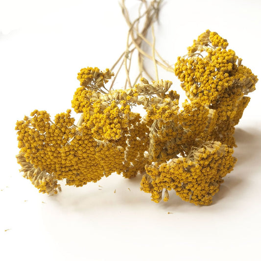 Beautiful dried achillea, yarrow bunch 100g