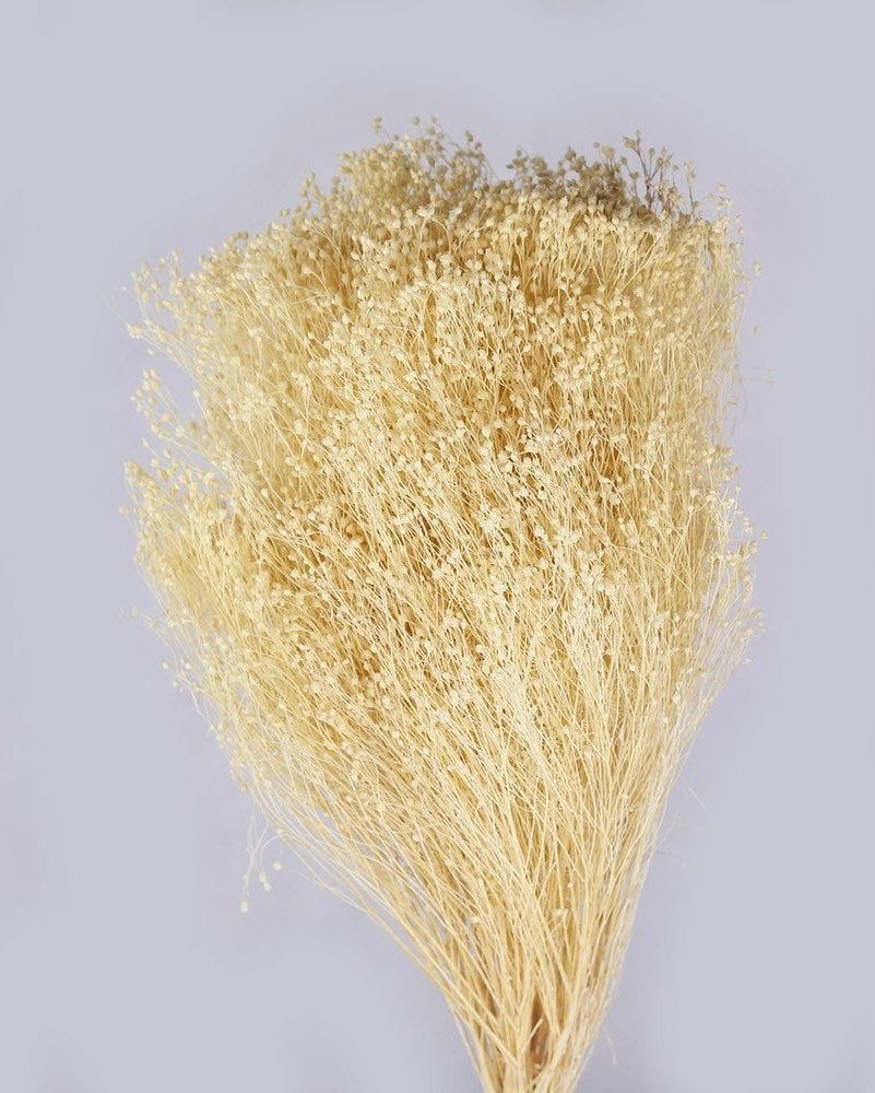 Broom groom bleached beige color 100g bunch, baby breath dried bunch