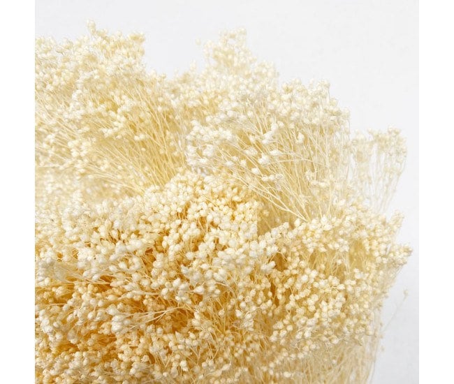 Broom groom bleached beige color 100g bunch, baby breath dried bunch