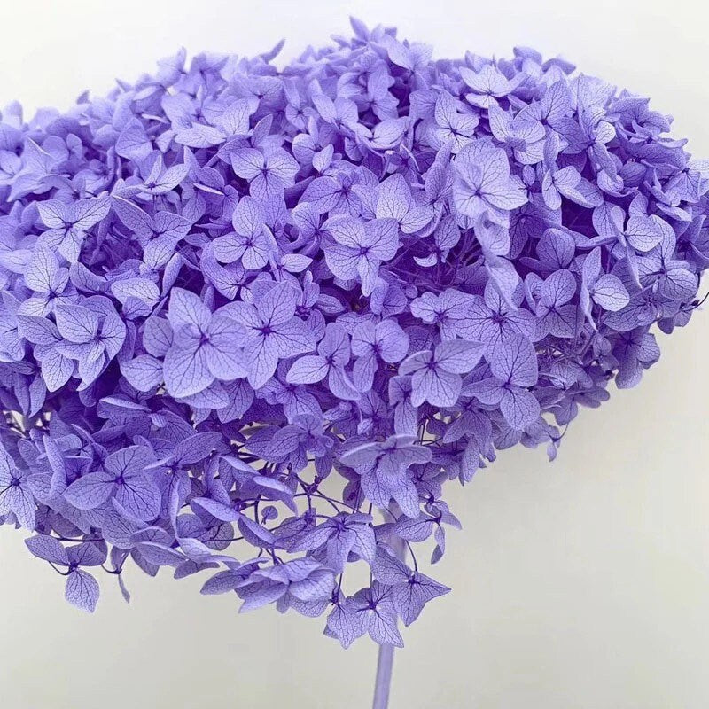 Preserved Hydrangea big size 20-23cm light violet gradient color, DIY, Resin