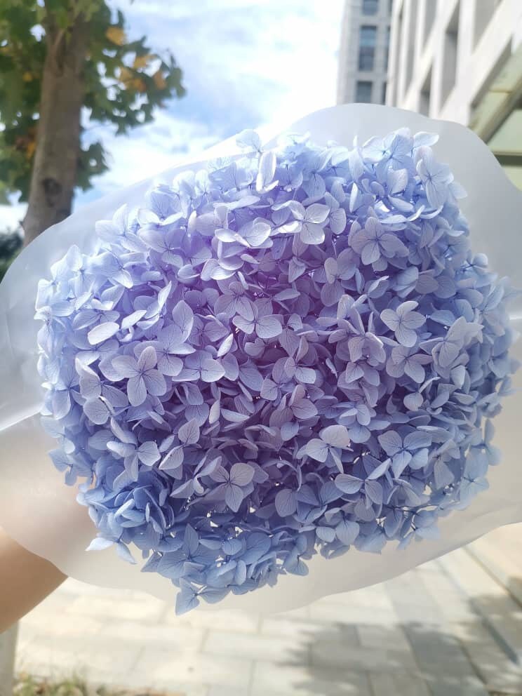 Preserved Hydrangea big size 20-23cm light violet gradient color, DIY, Resin