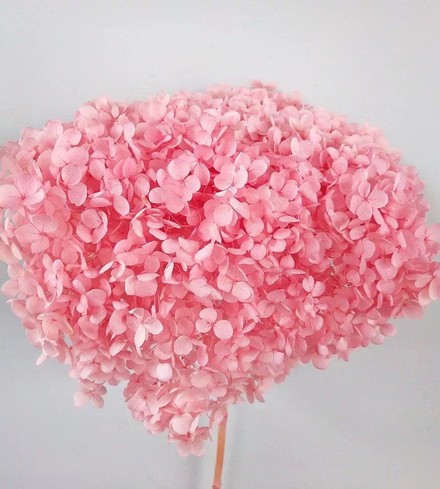 Preserved hydrangea big size 20-22cm dimension pink, light pink, hostensia stabilisé