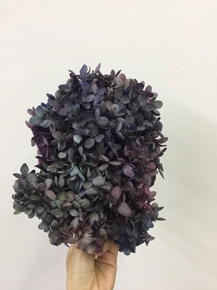 Big size preserved hydrangea purple black color, horstensia stabilisee , 20-23cm diamenter of stem