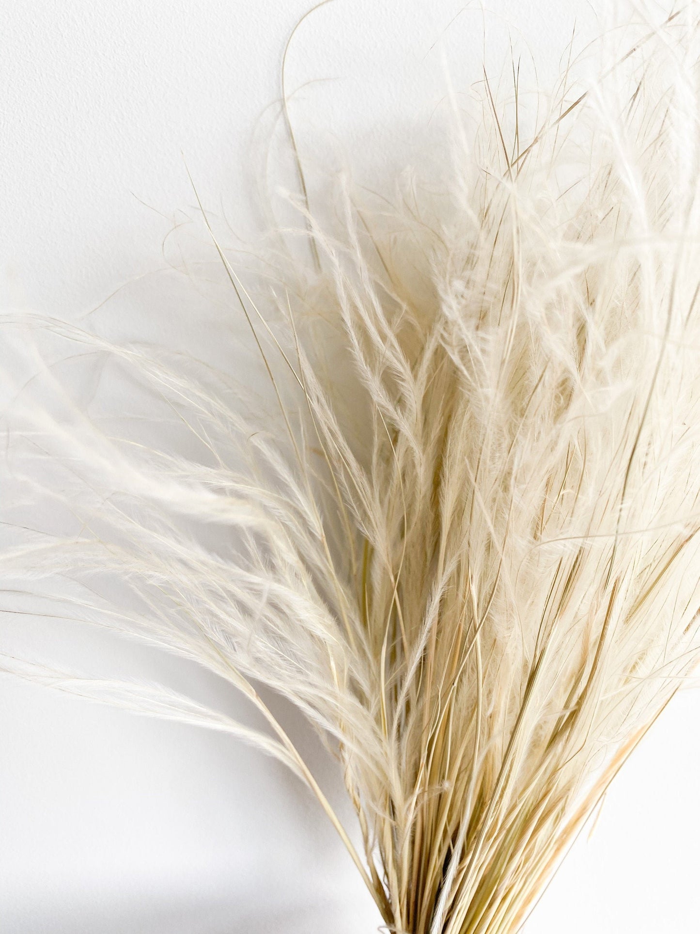 Dried stipa natural , wispy grass, feather grass