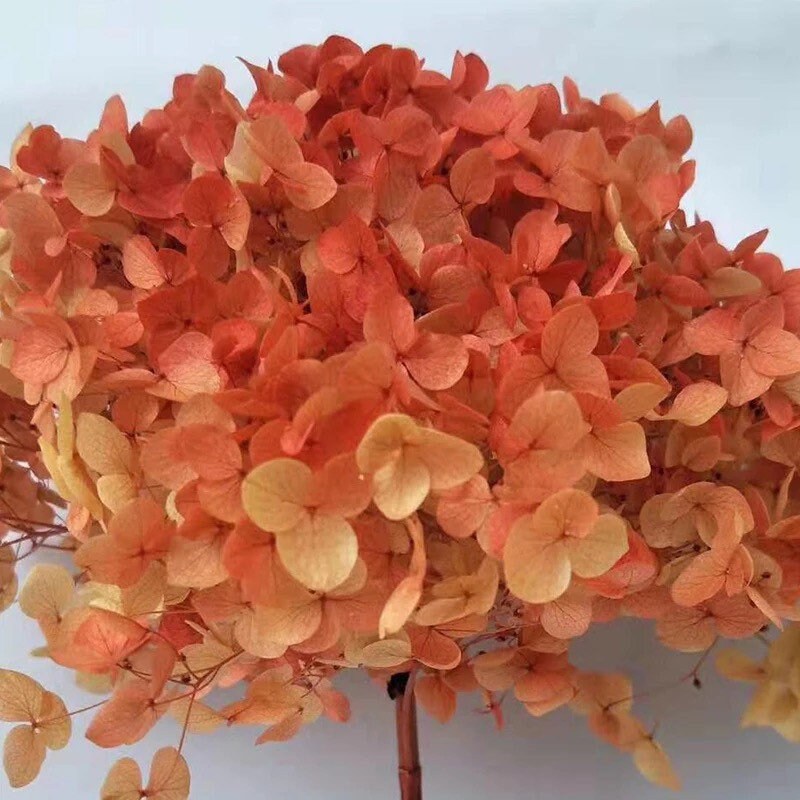 Preserved hydrangea big size 20cm diameter retro Sunset gradient Orange mix yellow color