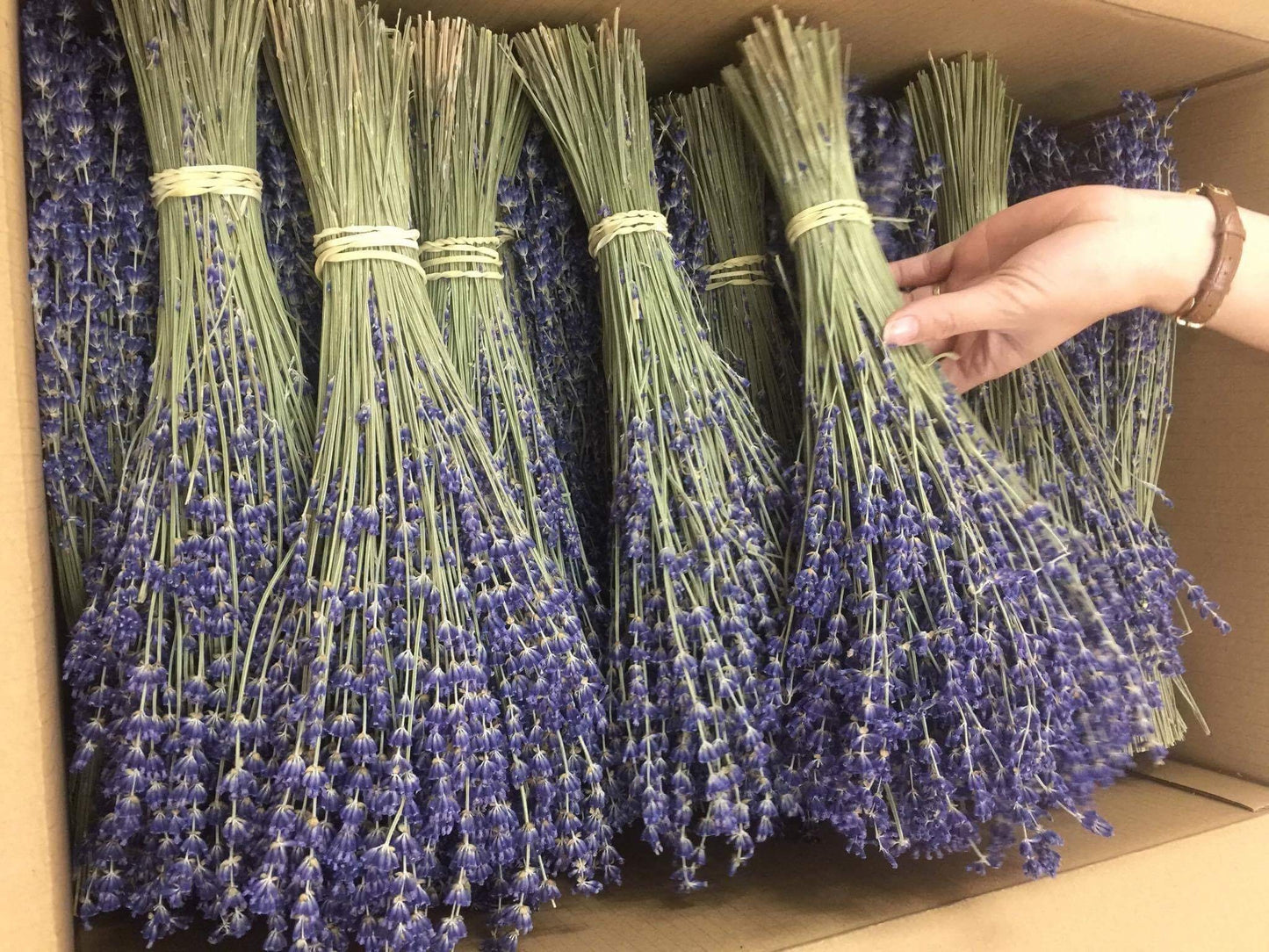 Wholesales Case of Provencial French true lavender, lavendula super blue from South of France