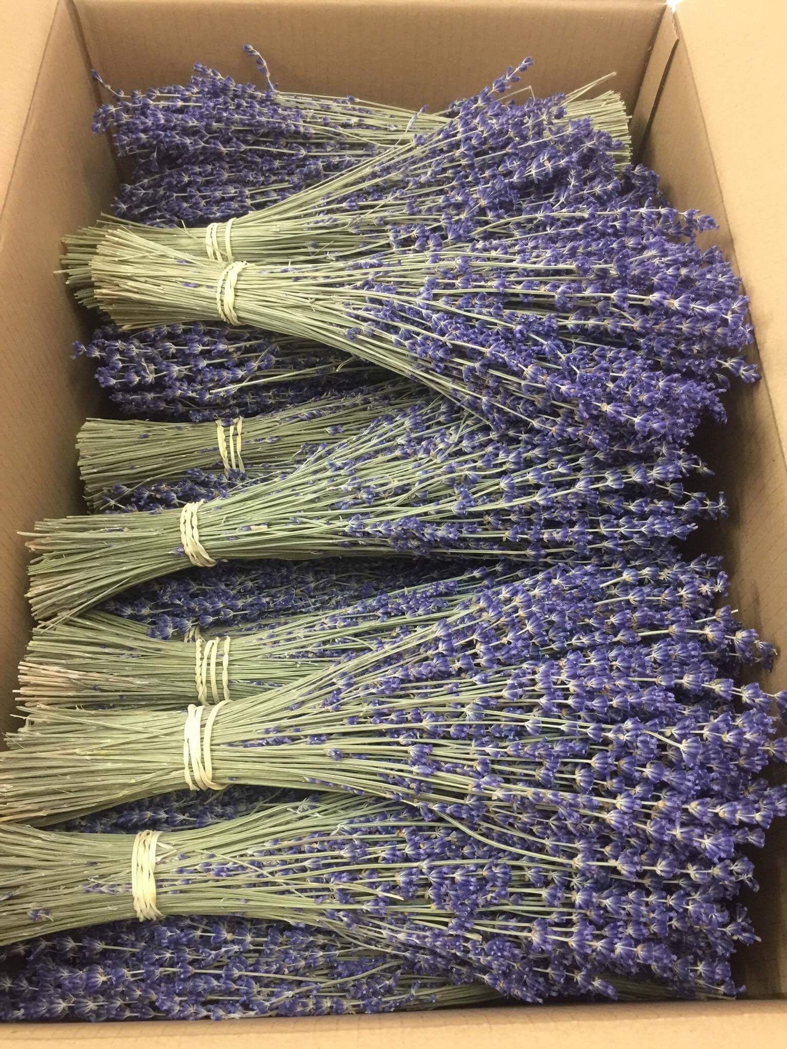 Wholesales Case of Provencial French true lavender, lavendula super blue from South of France