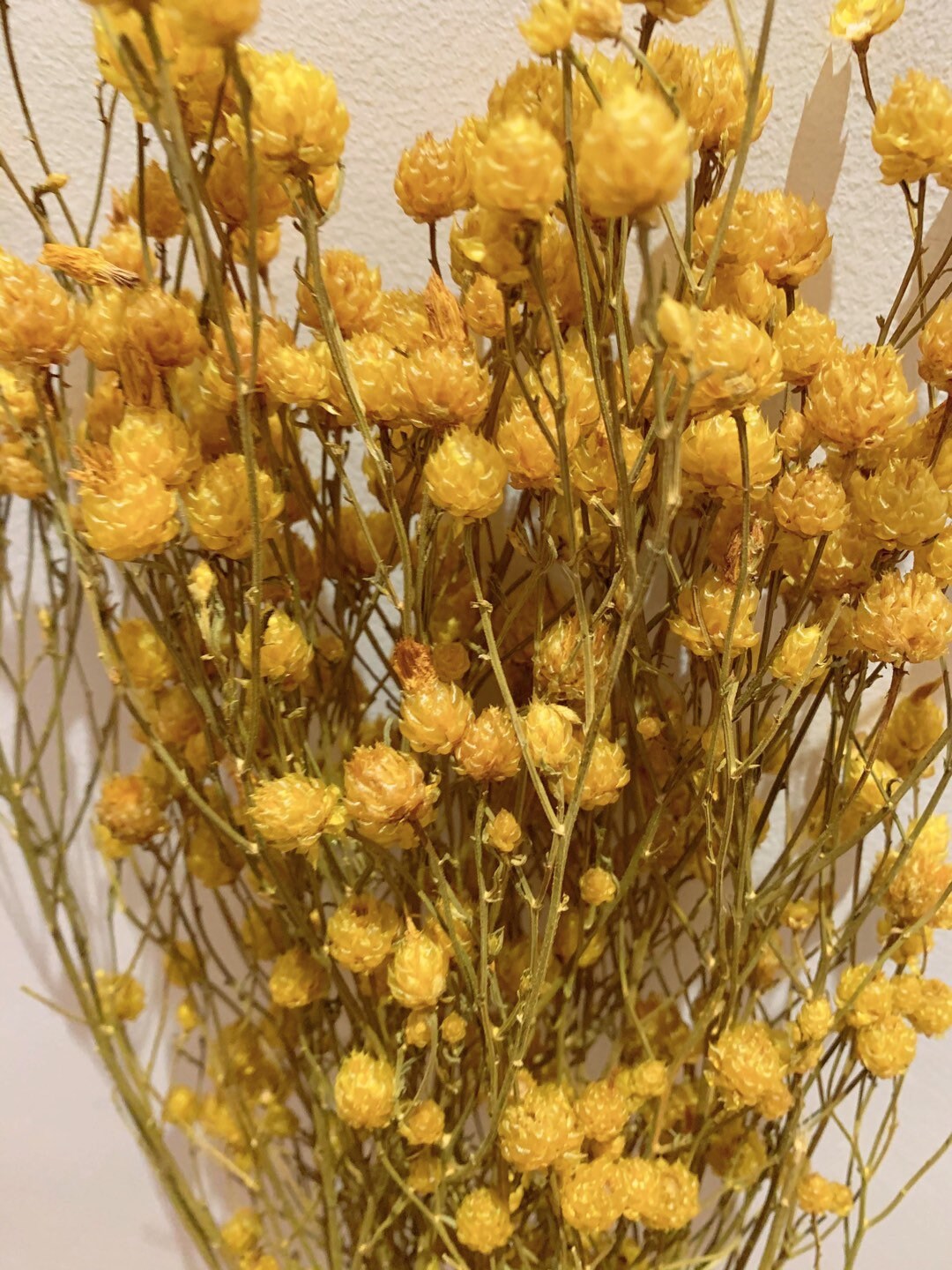 Beautiful dried bunch centaurea ruppen yellow 120g H70-80cm, dried flower, rustic bunch, south of france