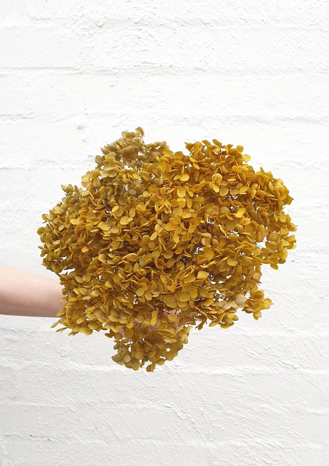Preserved hydrangea big size 20cm stem Rustic yellow