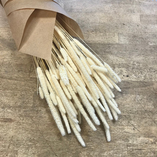 Pleum bleached grass, white bunch pleum, rustic bunch, 100g / 150 stems per bun