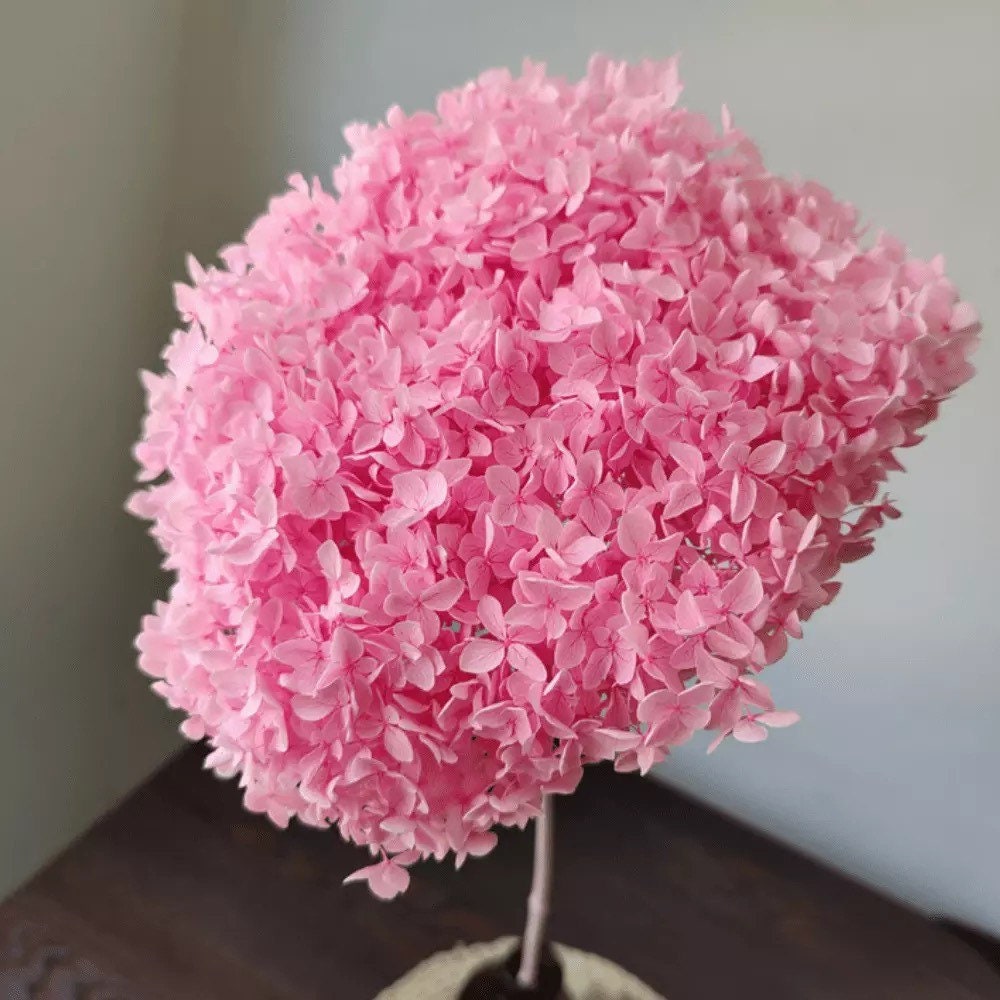 Preserved hydrangea big size 20-22cm dimension pink, light pink, hostensia stabilisé