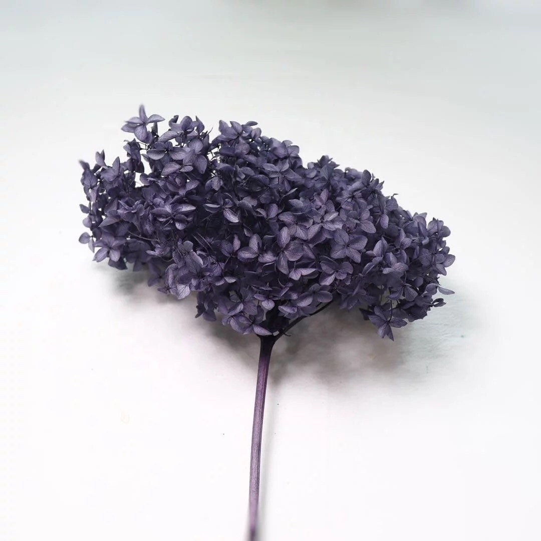 Big size preserved hydrangea purple black color, horstensia stabilisee , 20-23cm diamenter of stem