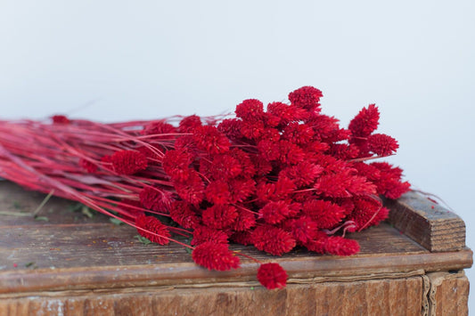 Hot red phalaris, dyed canary grass bunch 100g 120 stems