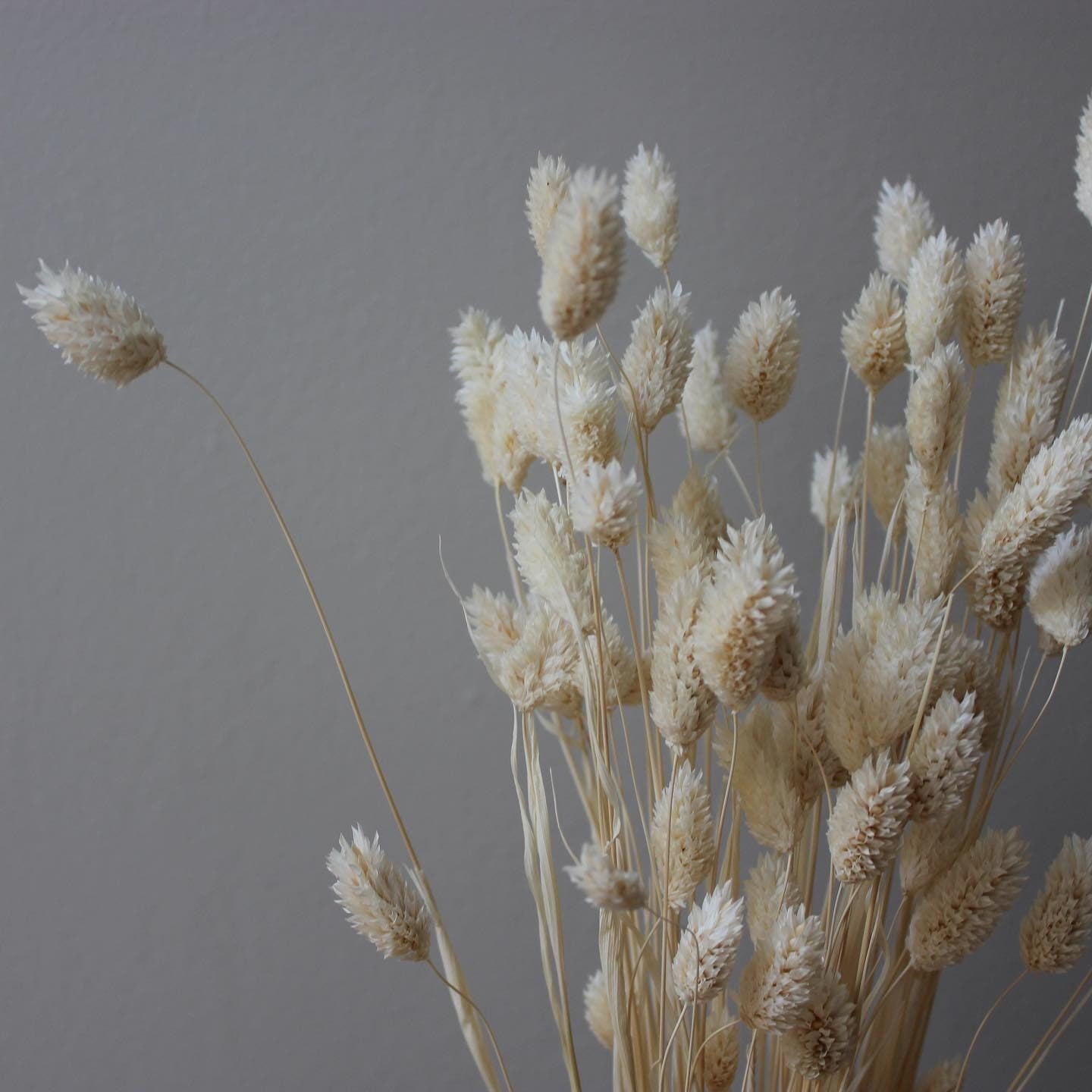 Phalaris bleached bunch, canary grass, 100g