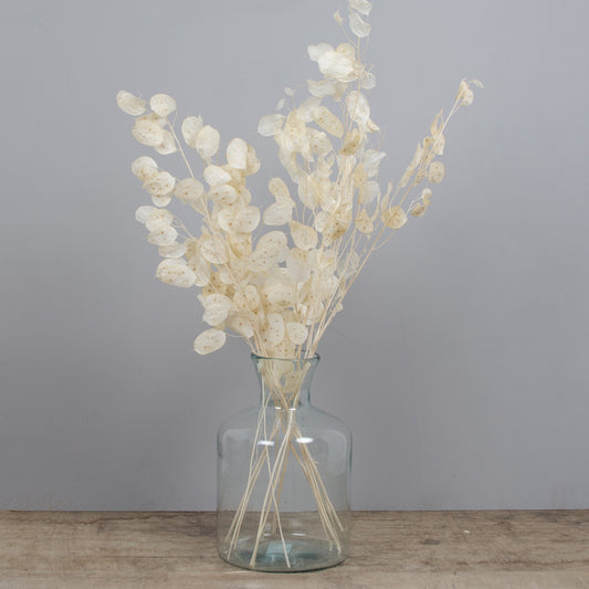 Mini bunch bleached preserved lunaria biennes short stems 20-25cm,monnaie du pape stabilisé