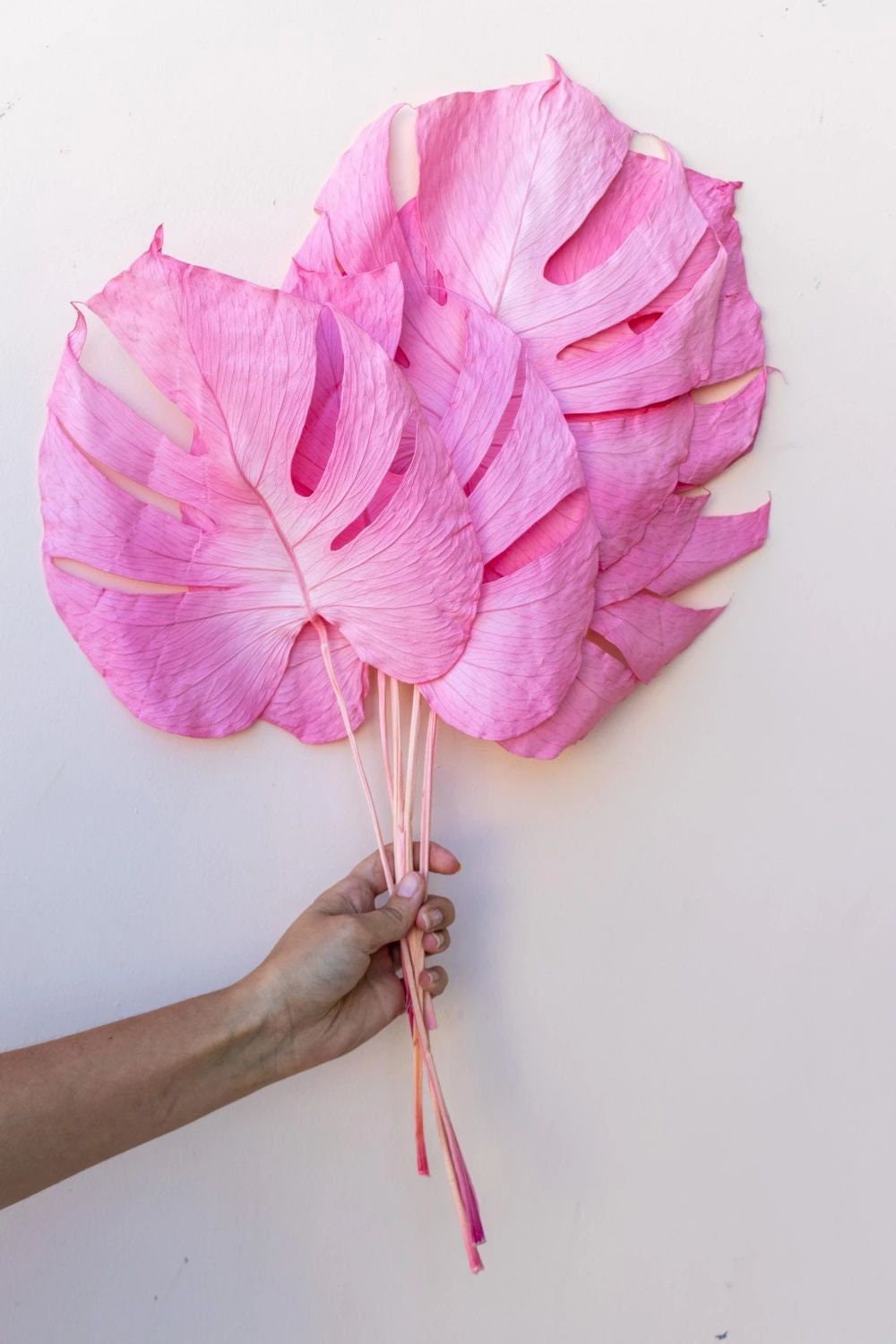 Monstera preserved leaf, white monstera leaf, pink monstera, green monstera for hanging composition