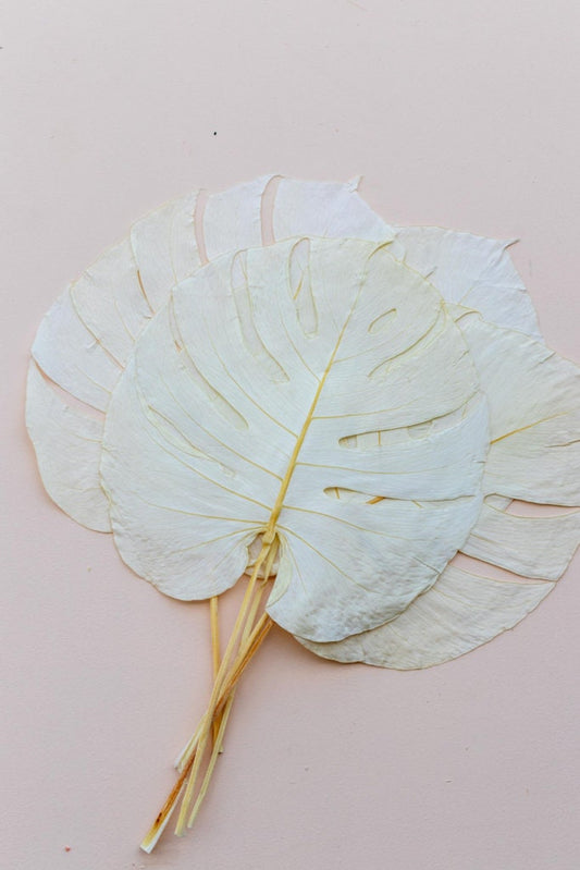 Monstera preserved leaf, white monstera leaf, pink monstera, green monstera for hanging composition