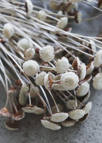Natural dried floral button flower, white bunch, natural rustic bunch 100g