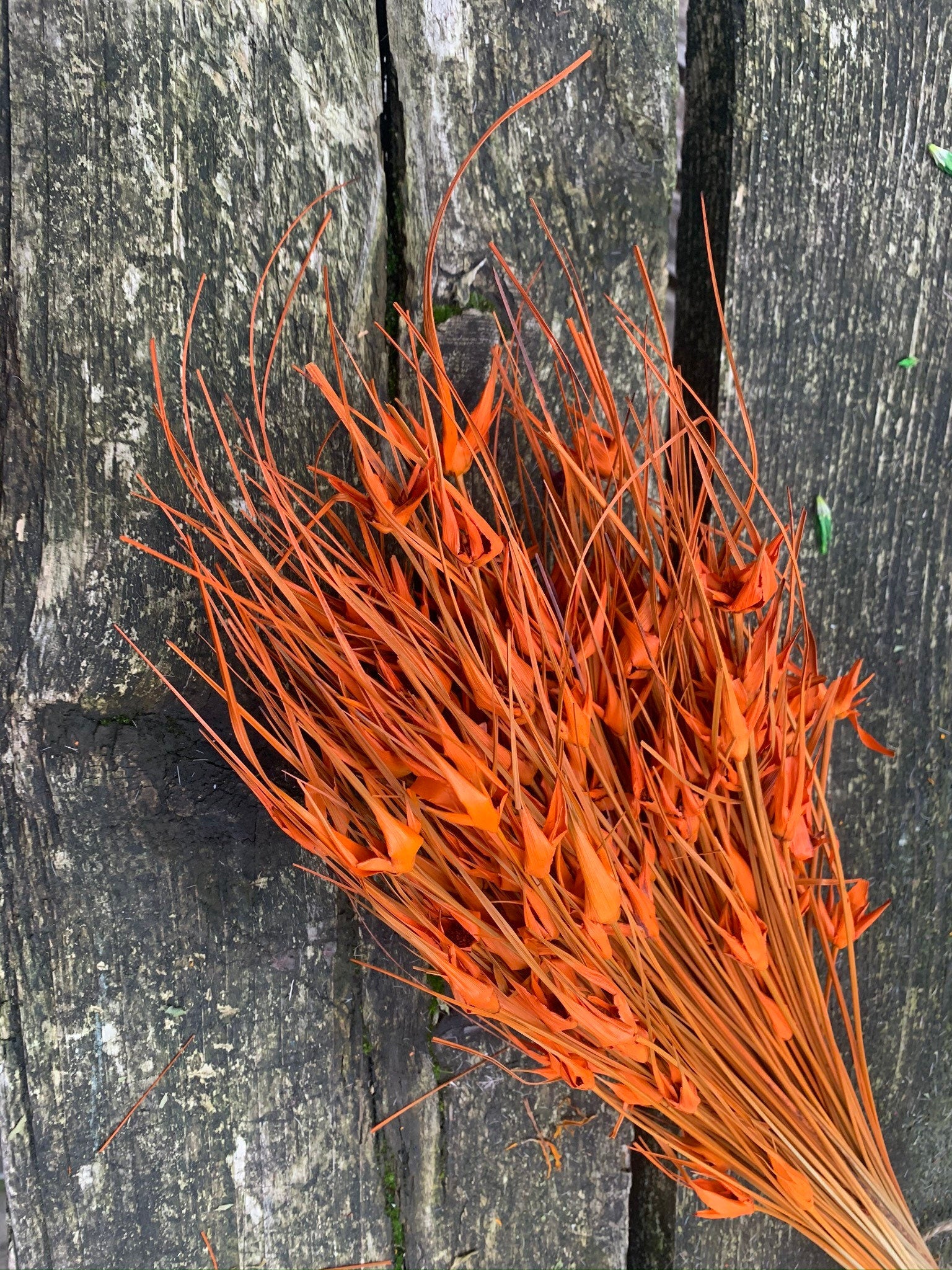 Bouquet orange, paradis bird flower, 100g per bunch