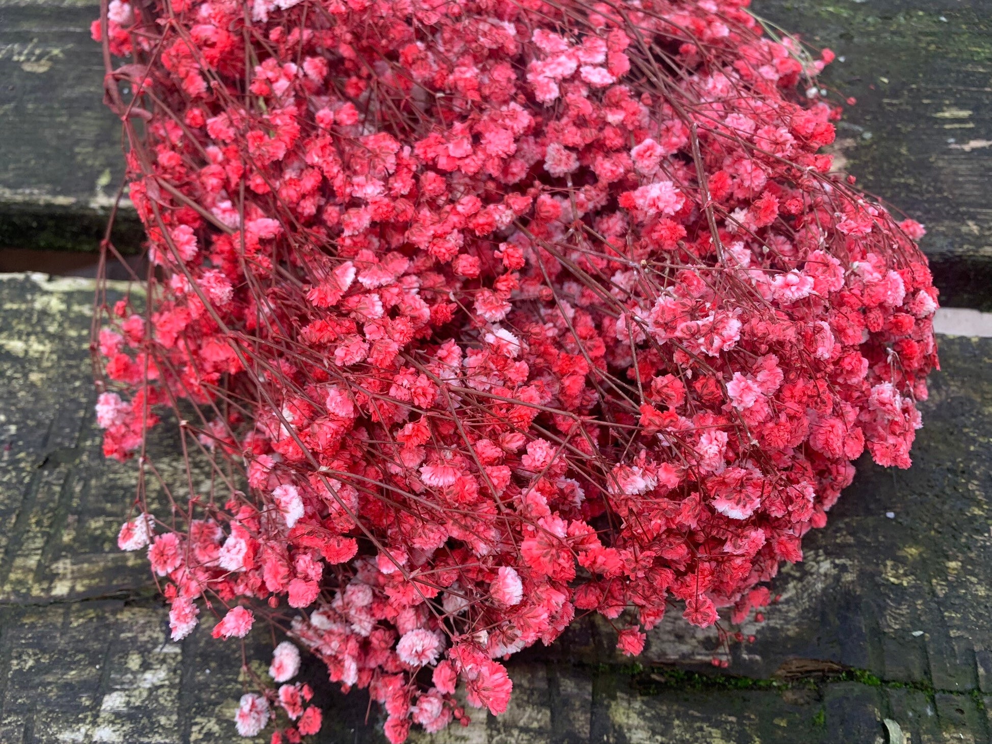 Baby breath preserved, gypsophila stabilise, red baby breath, green baby breath 100g per bunch