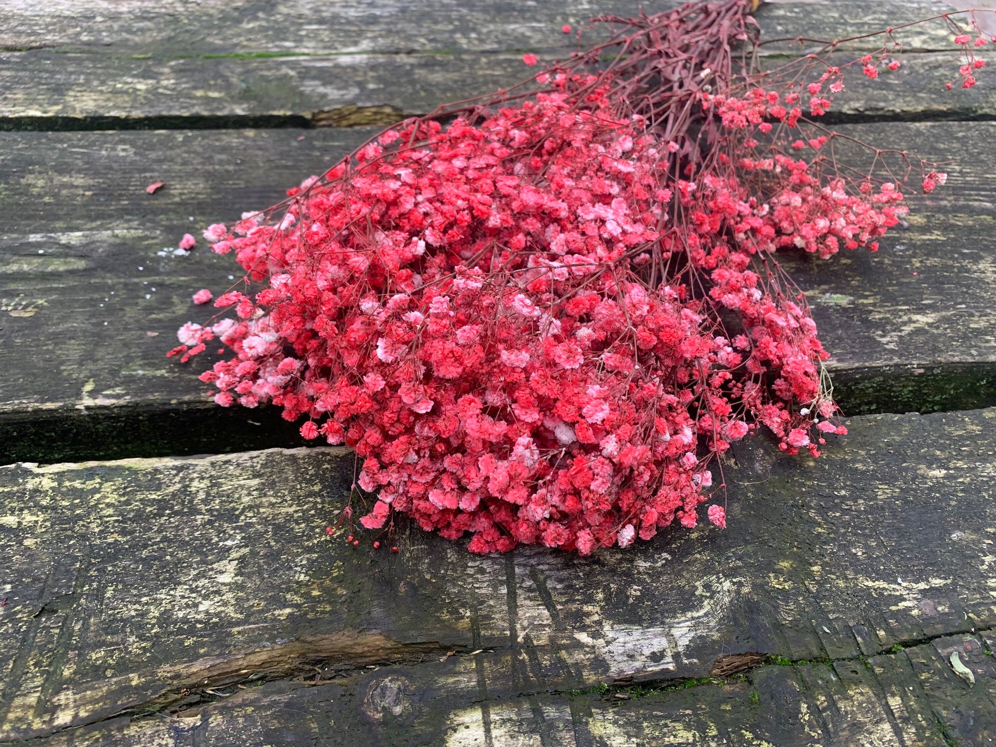 Baby breath preserved, gypsophila stabilise, red baby breath, green baby breath 100g per bunch