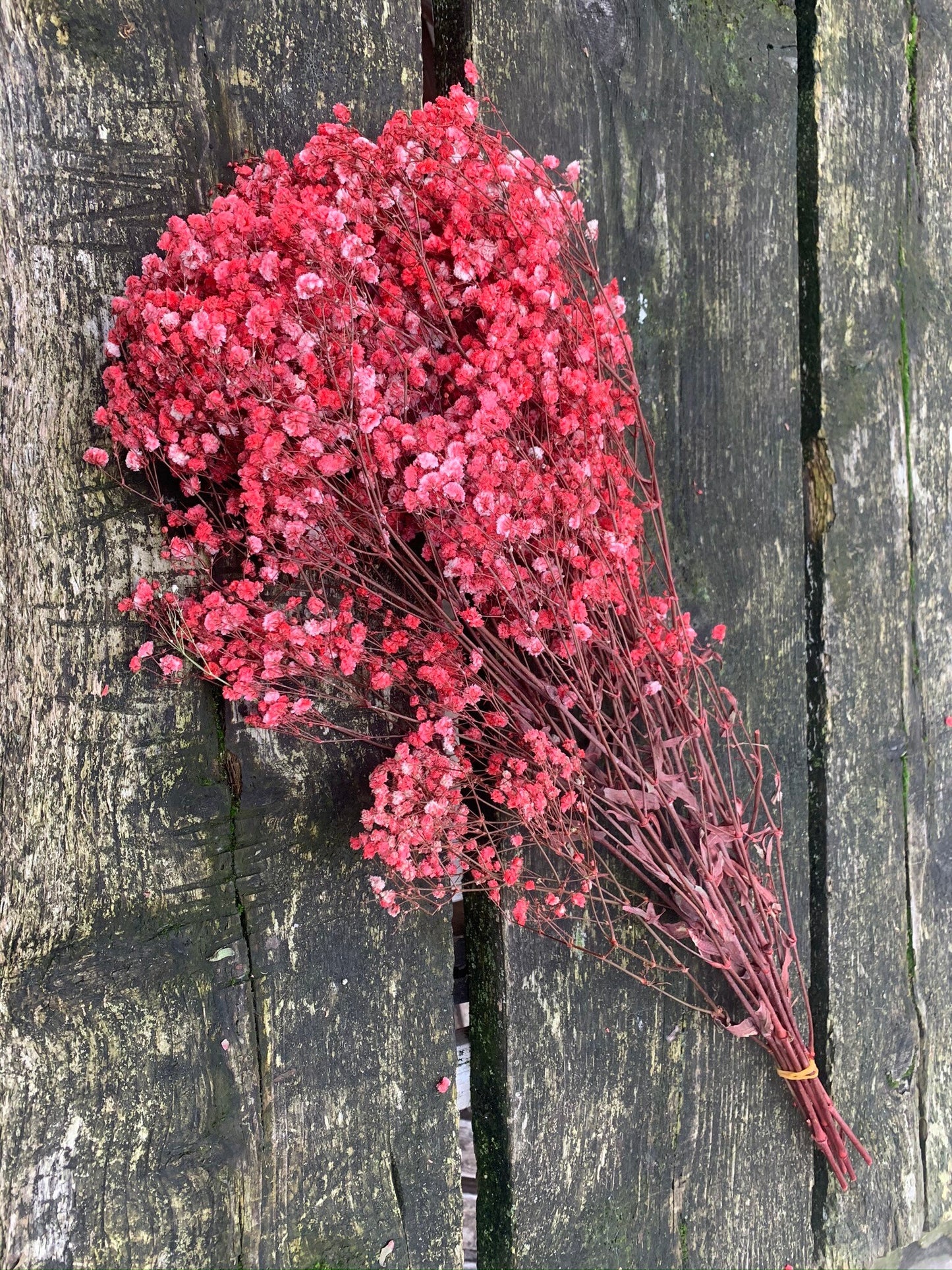 Baby breath preserved, gypsophila stabilise, red baby breath, green baby breath 100g per bunch