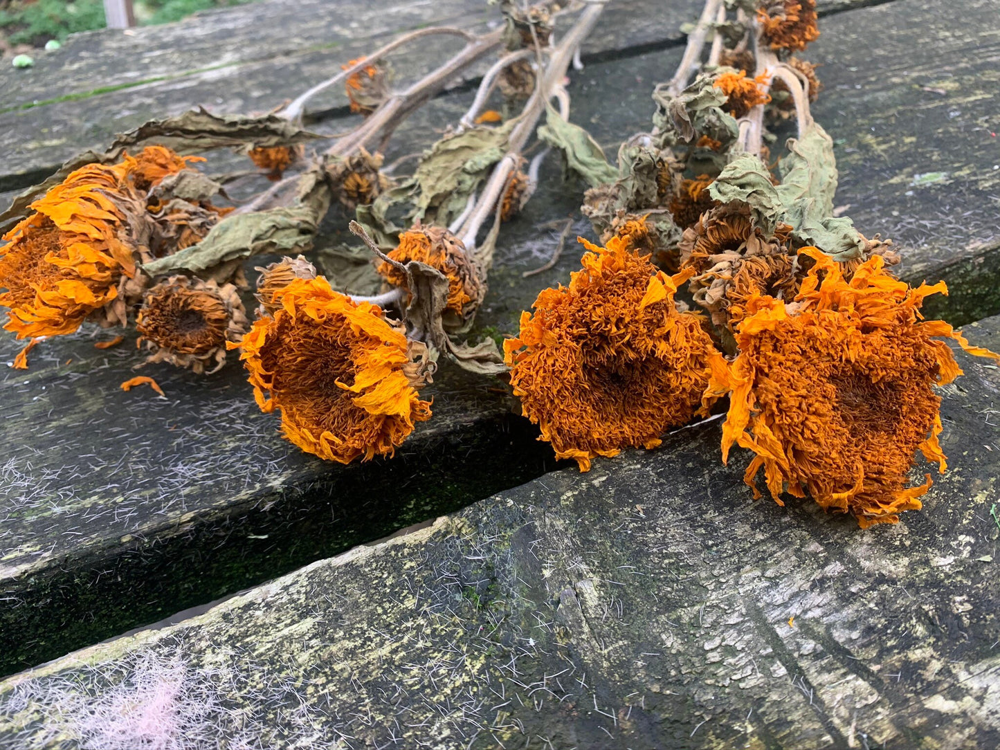 x5 Sunflower, tournesol dried flower, rustic decoration, yellow bunch