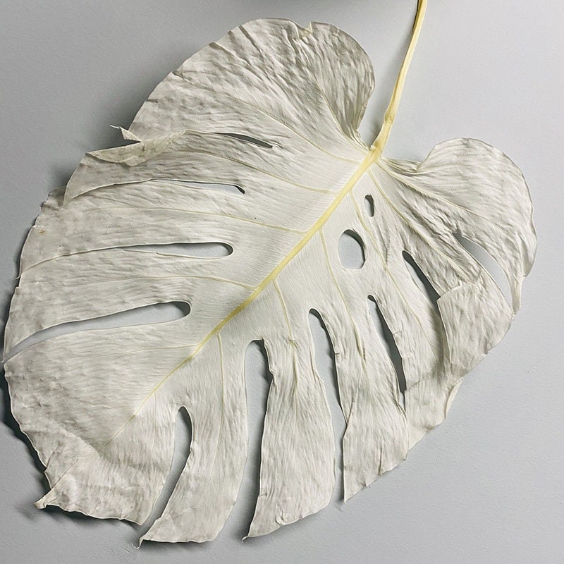 Monstera preserved leaf, white monstera leaf, pink monstera, green monstera for hanging composition