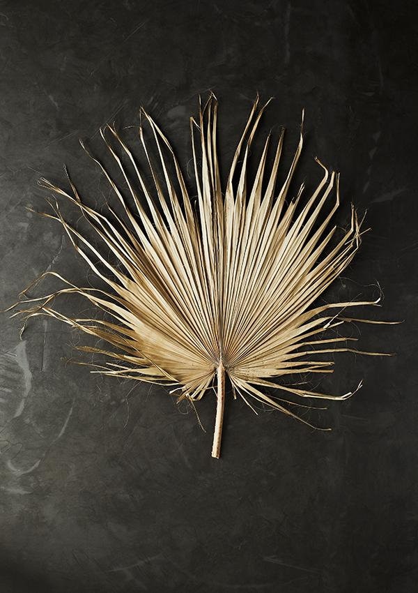 Giant sun palm single leaf, big size sun palm, wall hanging palm leaf, tropical decoration style H 1m50