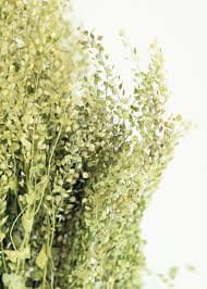 Lepidium natural, Pepper Grass, Dried Flower,Dried Flowers Flowers For Arrangements