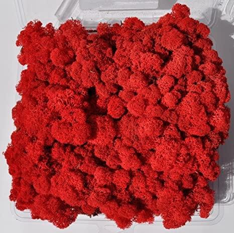 Reindeer Moss Red, preserved moss, wall decoration, wall moss tool