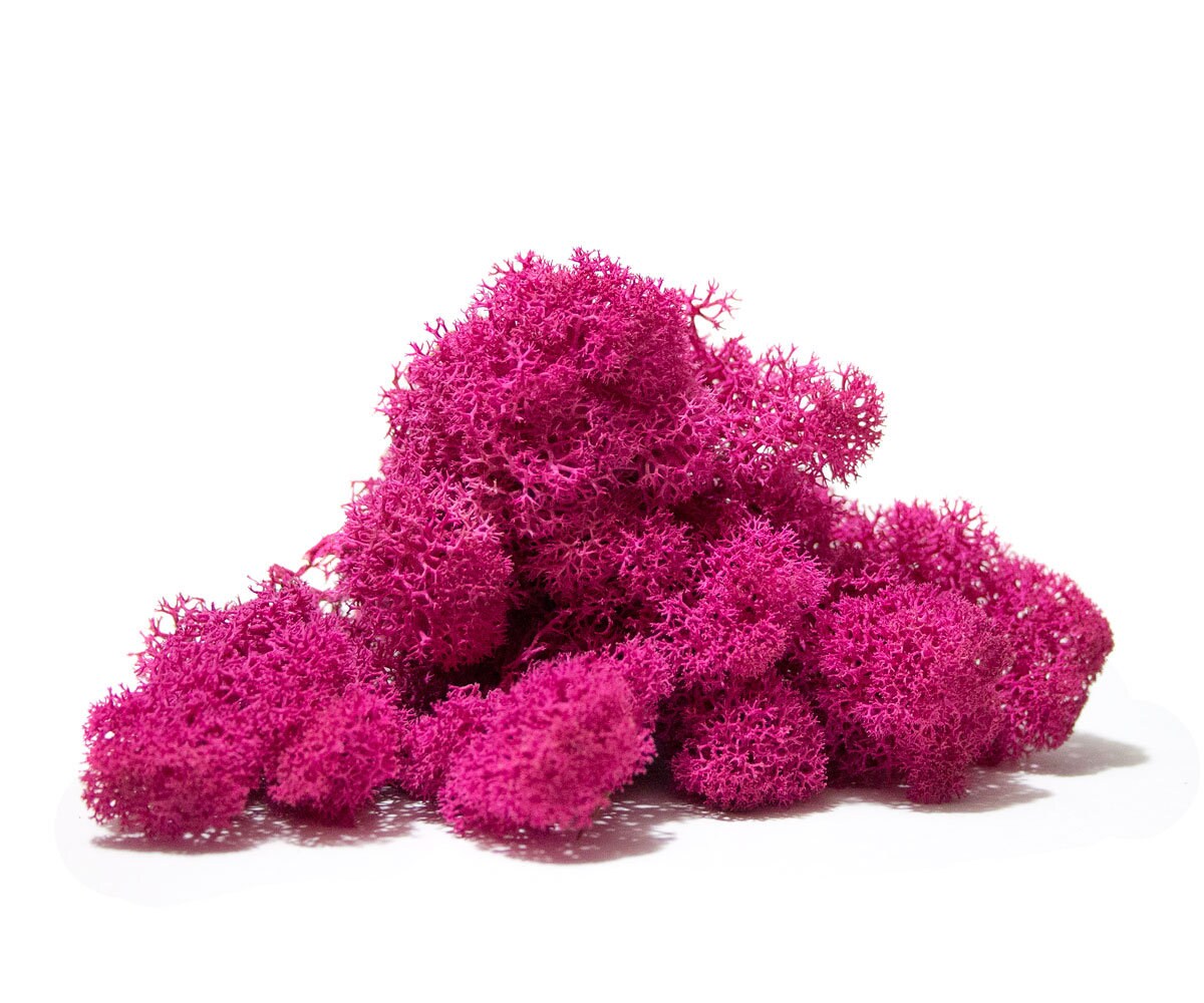 Fushia Preserved reindeer moss, wall moss DIY, wall decoration, terrarium