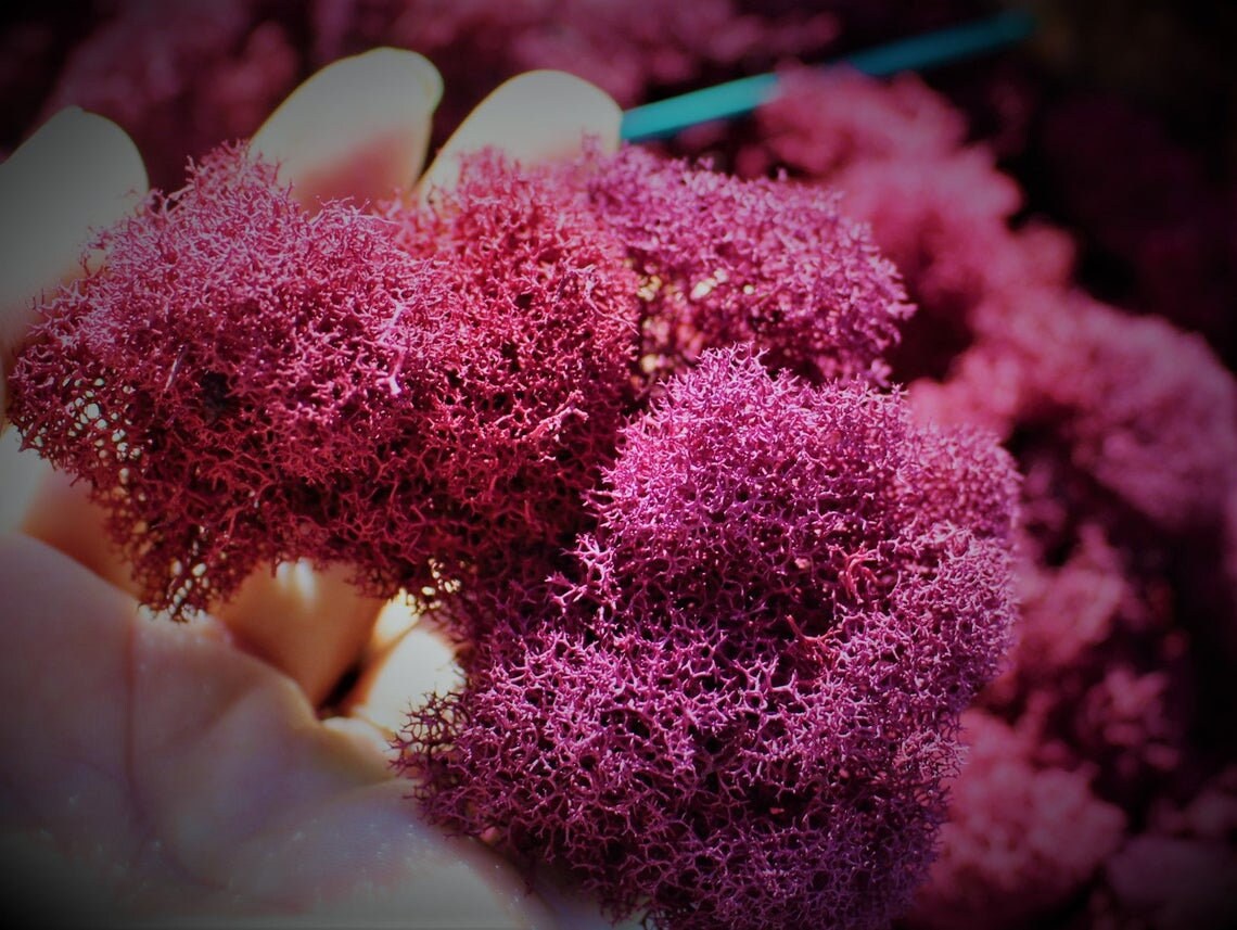 Fushia Preserved reindeer moss, wall moss DIY, wall decoration, terrarium