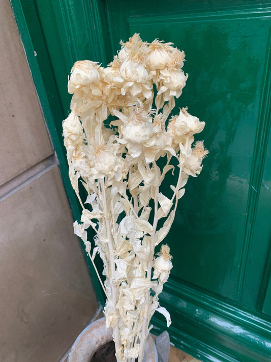 Carthamus bleached, biden flower, white bunch rustic
