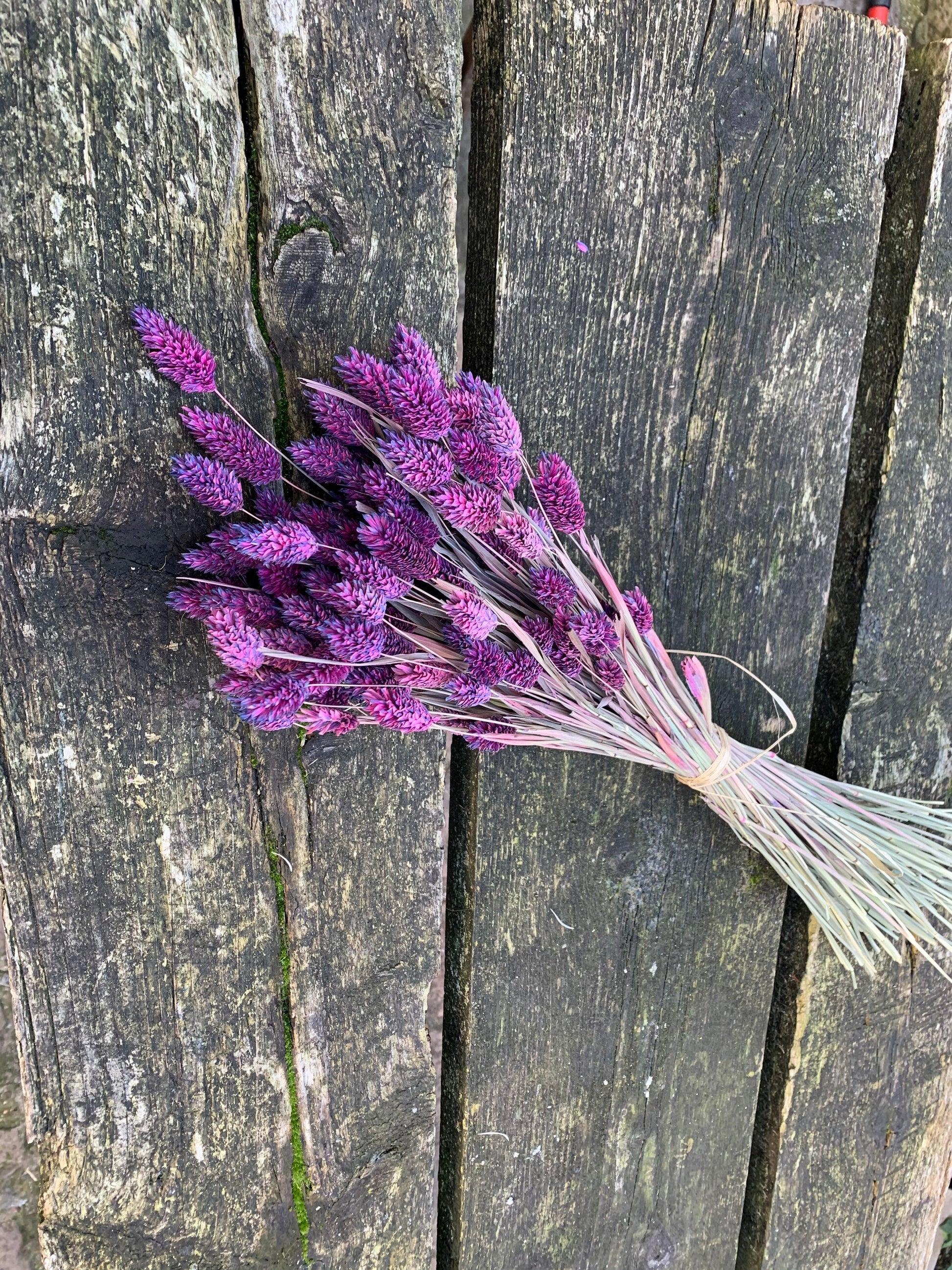 Dried phalaris light purple gradient, lavender color 100g per bunch