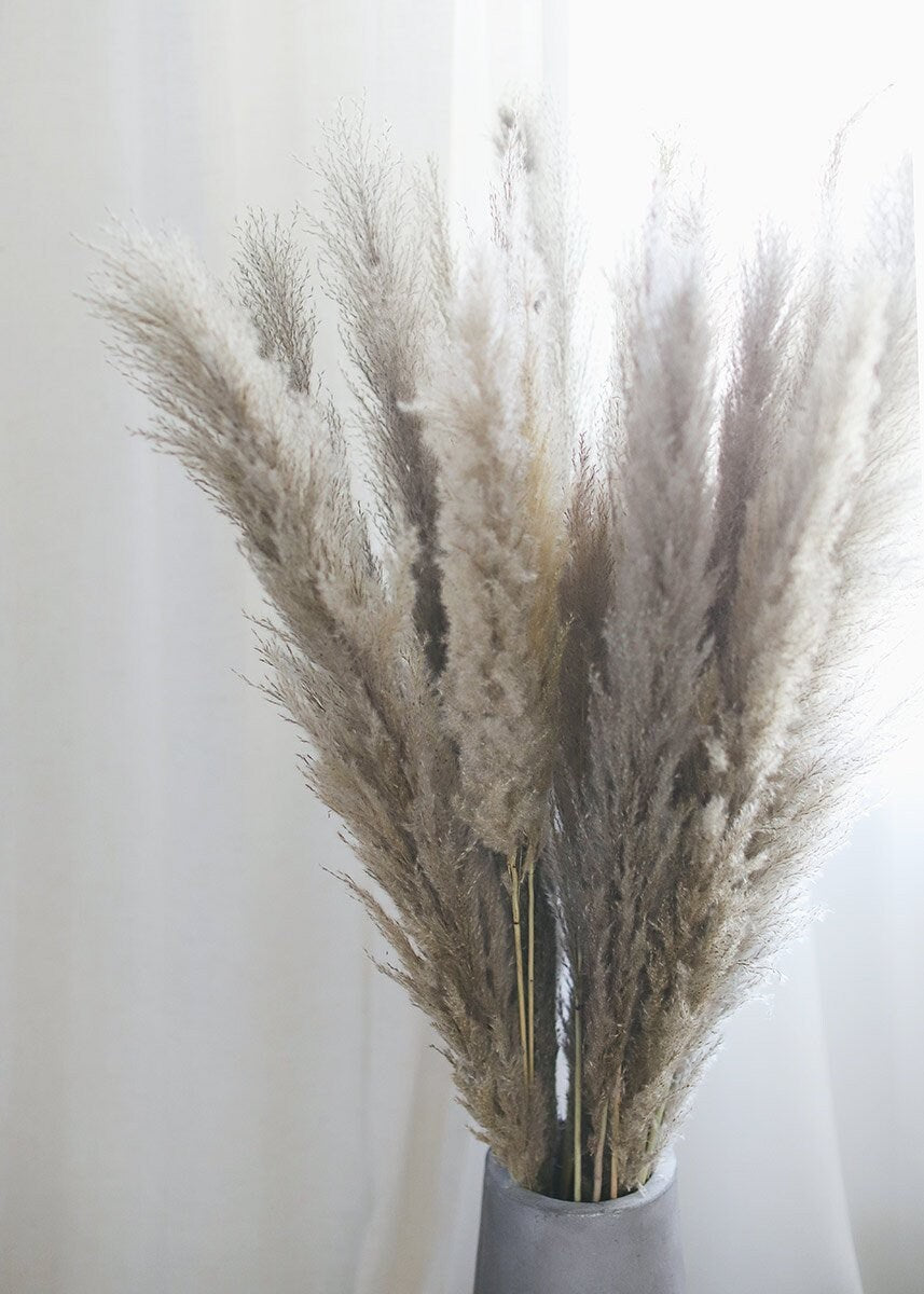 Extra fluppy Long stem pampas taupe brown color, rustic decoration