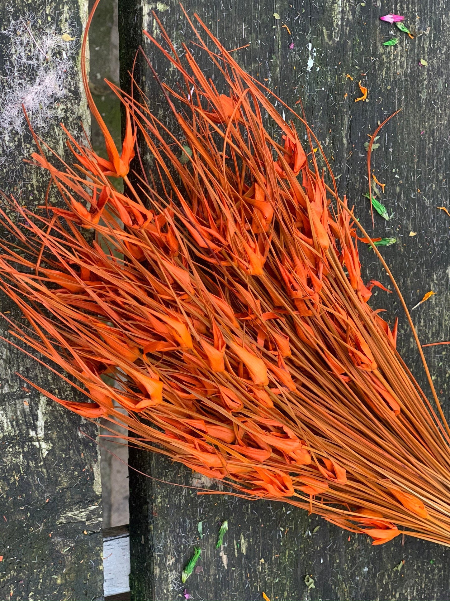 Bouquet orange, paradis bird flower, 100g per bunch