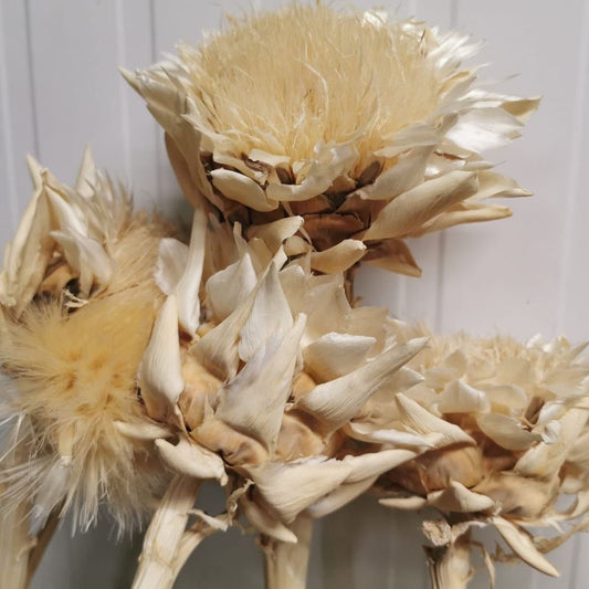 Dried artichoke natural flower, rustic decoration