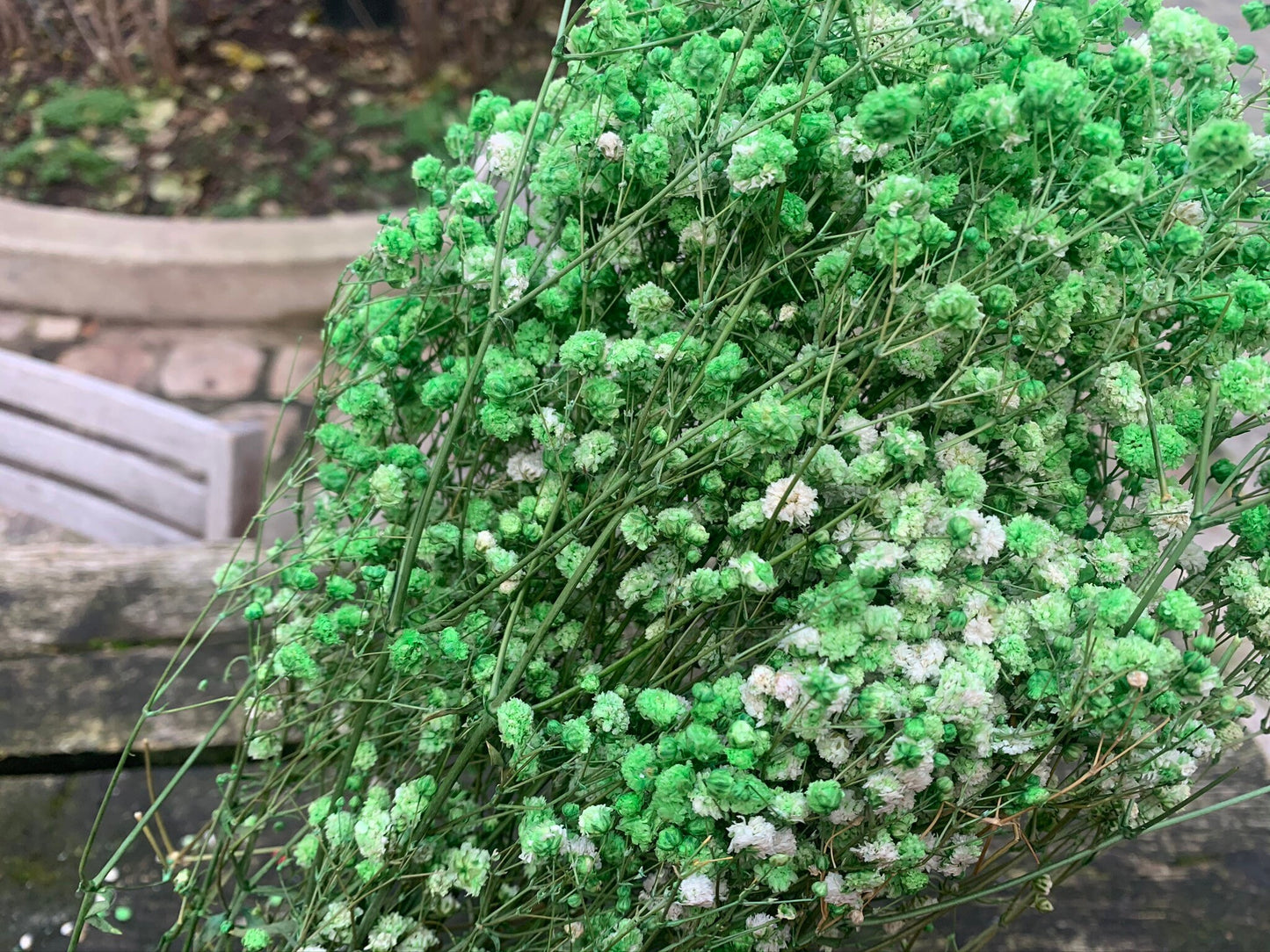 Baby breath preserved, gypsophila stabilise, red baby breath, green baby breath 100g per bunch