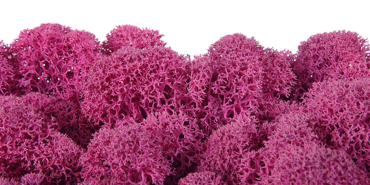 Fushia Preserved reindeer moss, wall moss DIY, wall decoration, terrarium