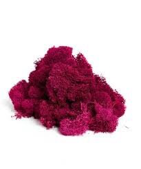 Fushia Preserved reindeer moss, wall moss DIY, wall decoration, terrarium