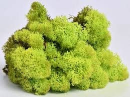 Lime green preserved reindeer moss, wall moss tool, wall decoration DIY, terrarium