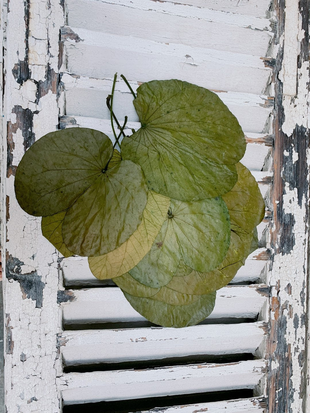 x8 stems Water lily dried/preserved leave, feuille de Nénuphar stabilisé, preserved foliage, preserved leaf