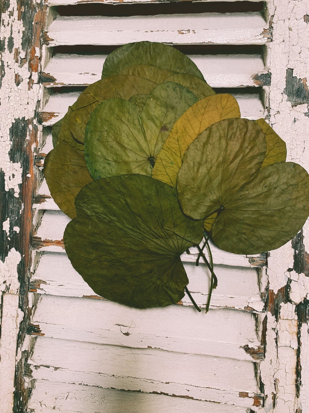 x8 stems Water lily dried/preserved leave, feuille de Nénuphar stabilisé, preserved foliage, preserved leaf