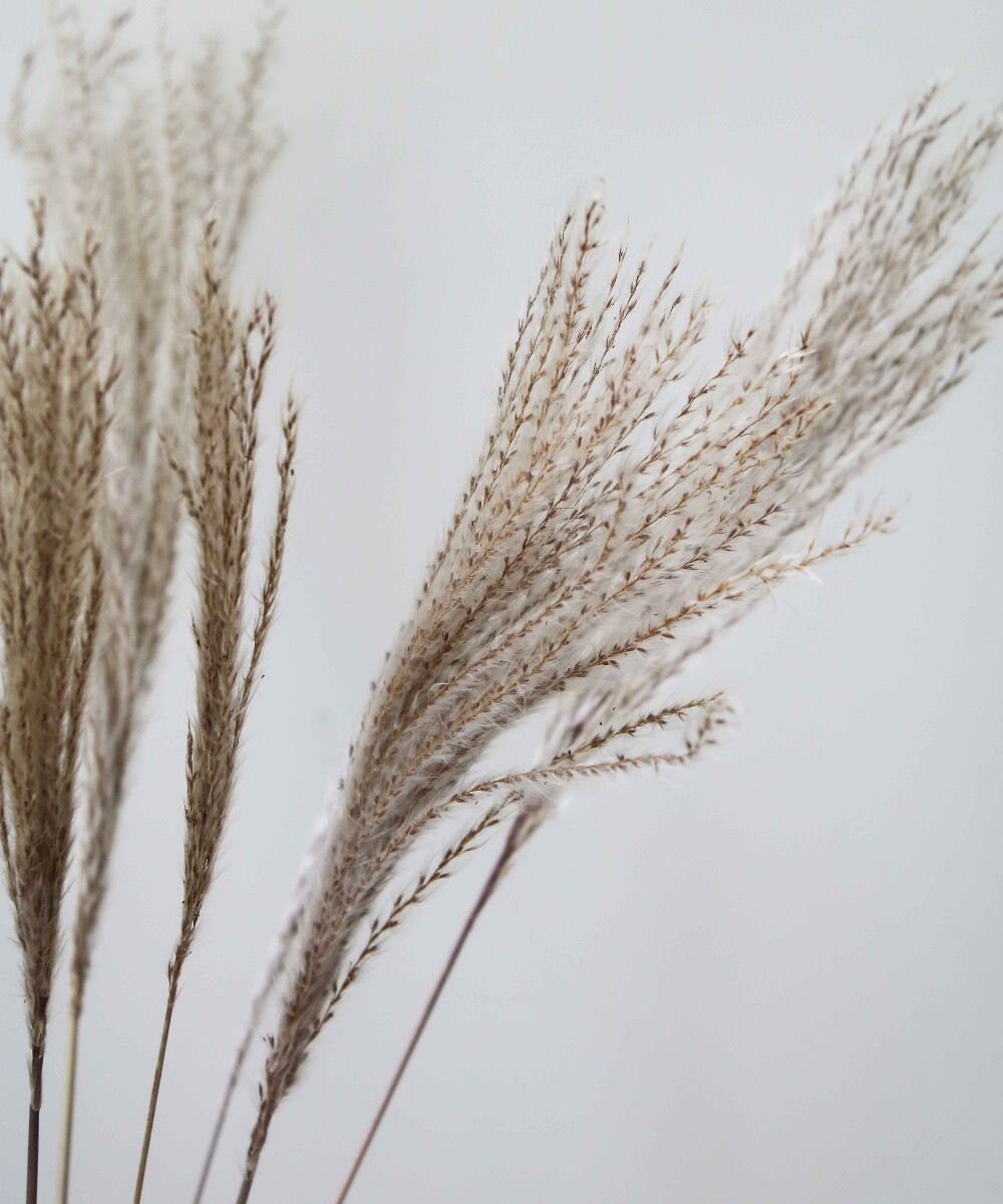 x10 stems Miscanthus natural, mini pampa, silver grass grey taupe