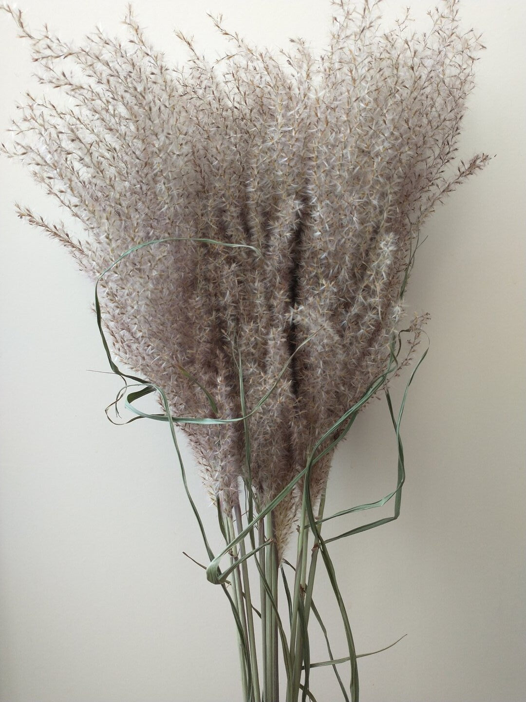 x10 stems Miscanthus natural, mini pampa, silver grass grey taupe