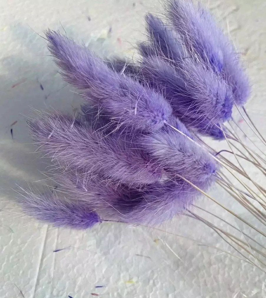 Lagurus ovatus violet, rabbit taille, queue de lapin, mini pampas dried bunch