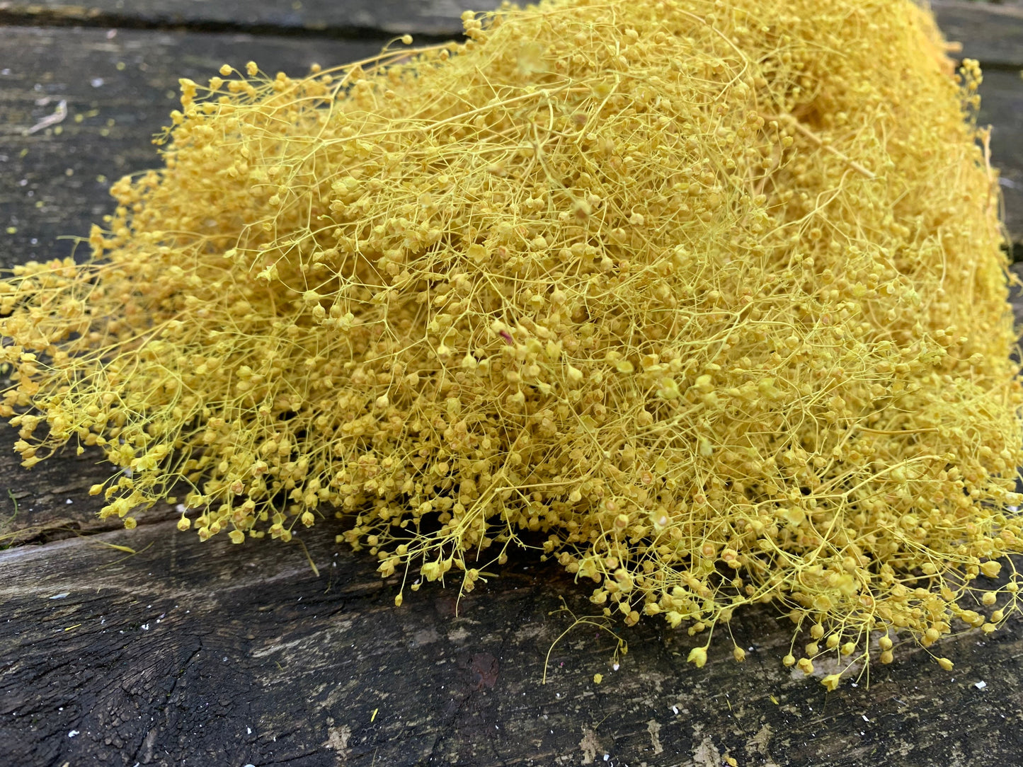 Dried baby yellow color, dried gysophilia, yellow bunch 100g