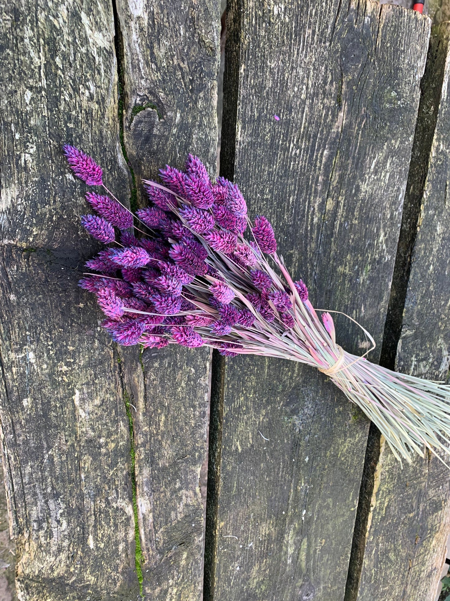 Dried phalaris light purple gradient, lavender color 100g per bunch