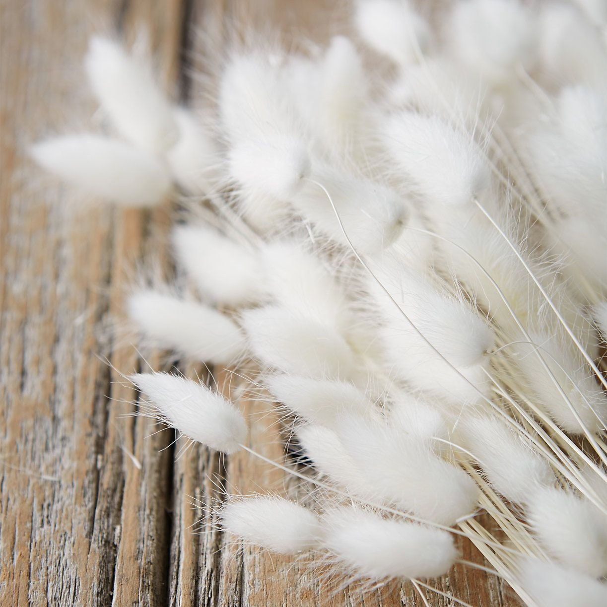 Snowy lagurus bleached, White Lagurus, extra blanc queue de lapin, lagurus blanc, mini pampas